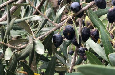 Casa do Papillon - Foto 19