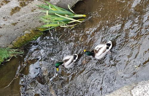 Auf-der-Muehlwiese - Foto 7