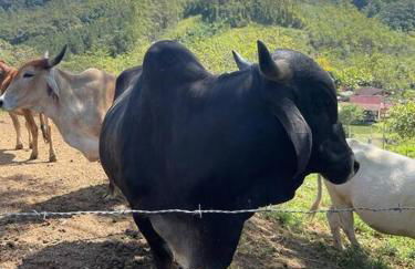 Chalé rural- hospedagem e experiência! - Foto 33