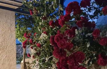 Villa Aiolia - Photo 49