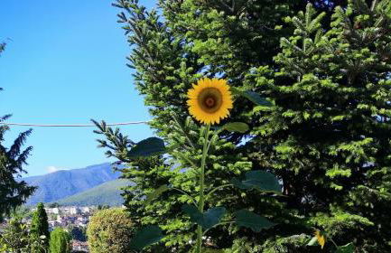 Iliana's house - Photo 29