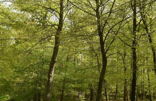 Maison confortable avec jardin fleuri et spa, proche de la Suisse Normande - FR-1-497-188 - Foto 31