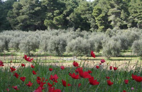 Terry Land Village - Foto 61