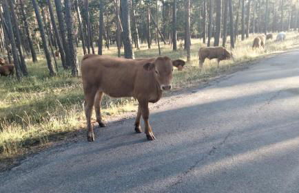 Ático con chimenea en Bronchales - Foto 22