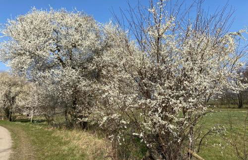 Schön möblierte Wohnung in Genthin/ OT Tucheim - Foto 20
