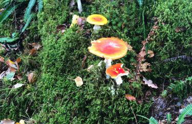 Snowdonia coastal getaway ideal for groups up to 6 - Foto 34