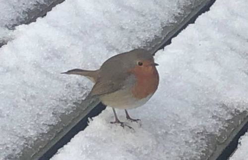 Cozy Loch Lomond Lodge 27, Rowardennan - Foto 21