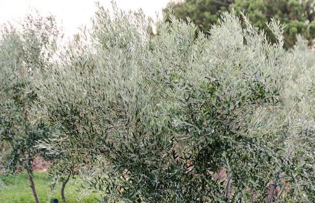 Irissa Suites - Photo 21