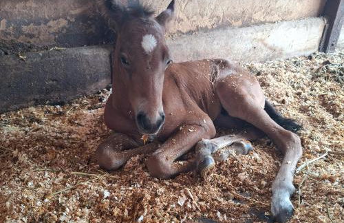 Ladinser Hof Western Suite - Foto 23