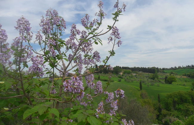 Fullino Nero - Foto 65