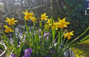 Y Bwthyn at The Old Water Mill on the very edge of Snowdonia - Foto 18