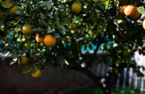 FLORIT FLATS - The Orange Lemon Tree House - Foto 16