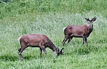 La grange de l'Adour - Trassouet - Foto 38