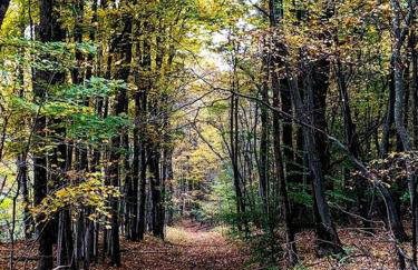 Catskills Enchanted Forest - Foto 17