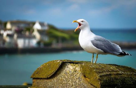 Ye Old Mill - Stylish cosy retreat with parking - Photo 24