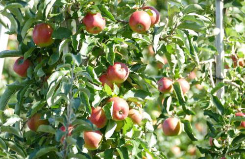 Apartment Flora - Foto 20