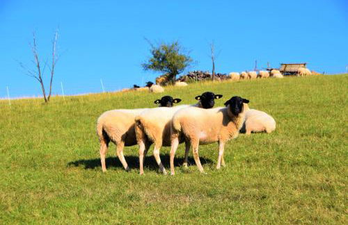Gästehaus Jäger Ferienwohnungen - Foto 30