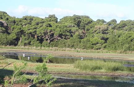 PETROS ROOMS to LET KALOGRIA BEACH - Foto 10