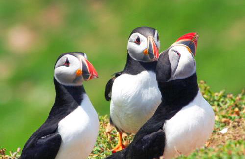 Yr Hen Felin - Foto 35