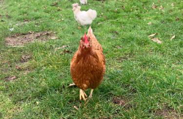 Yew Tree Farm Lodge - Photo 15