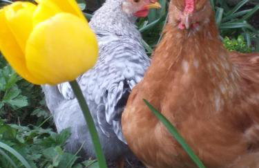 The LITTLE HOUSE in HULL - Foto 17