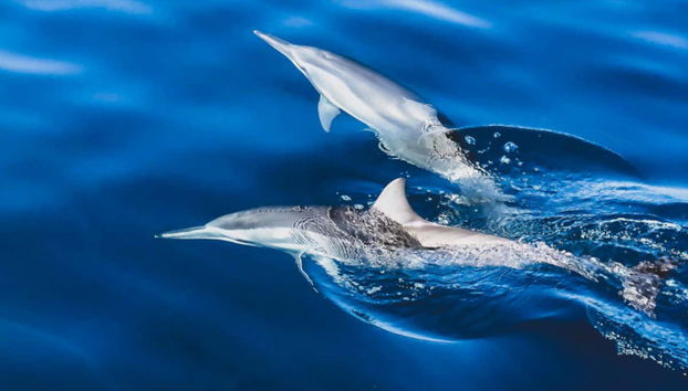 Delfines nadando en Huraa