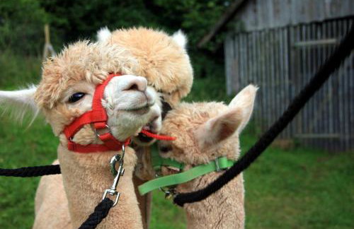 Ferienwohnungen Schwabenhof - Foto 31