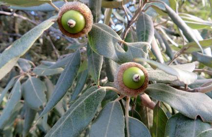 Spacious Villa close to an amazing Sithonia beach - Foto 54