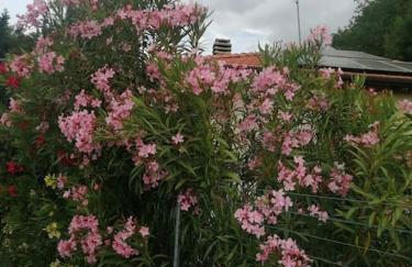 The jasmine house - Foto 14