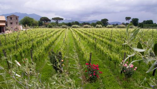 i Cacciagalli Wine Resort - Foto 2, Garden