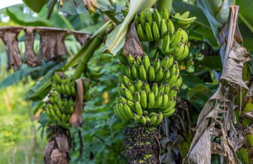 Jasmine Suite on Lush farm in Haiku, Maui jungle - Photo 62