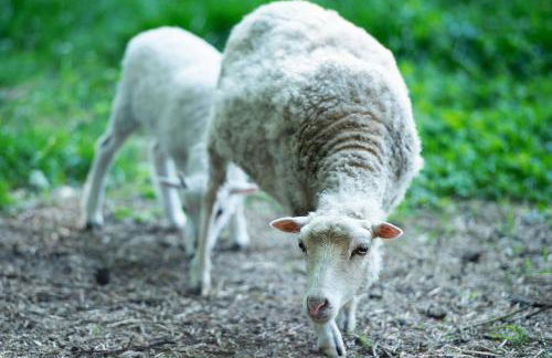 Reetdach Ferienhaus nahe Ostseebad Kühlungsborn - Foto 29