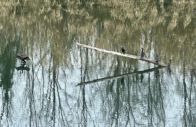 Scenic Villa With View of the Gardon River - Foto 32