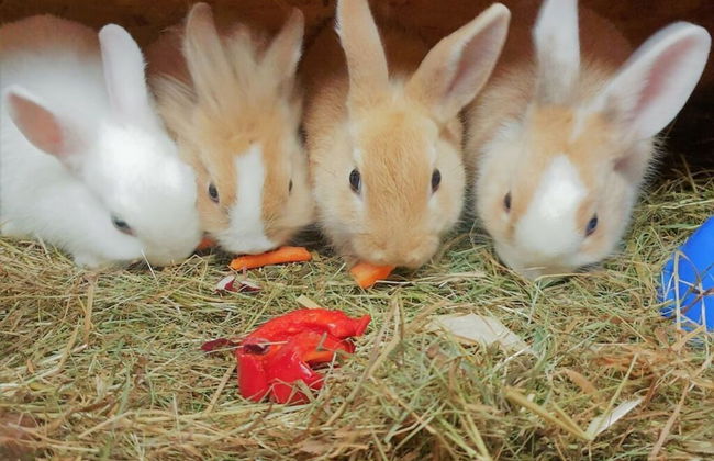 Biologische Pension & Boerderij "de Veitenhof" - Foto 24