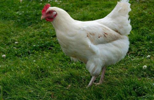 Demelza Cottage Apartment - Foto 28