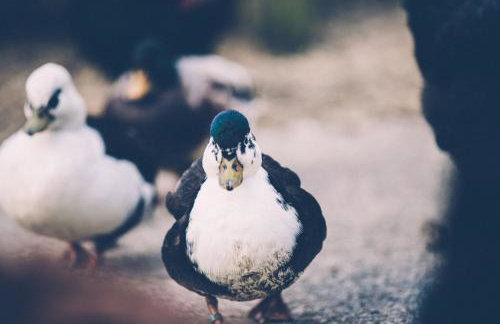 The Granary - Couples & Families Retreat Near St Ives, Pet-Free - Foto 20