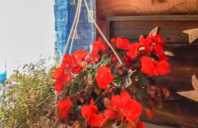 Kesäniitty - Foto 18