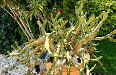 Casa Tanio 150m walking from the village and town of Tamariu - Foto 44