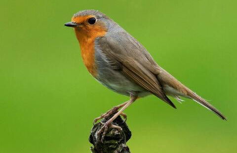 Caserio Aritziberre - Foto 11