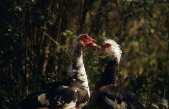 Le Case di Rosie, Tuscan Mountain View apartment, Pool - Foto 10