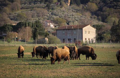 Terra dei Bisonti - Foto 3