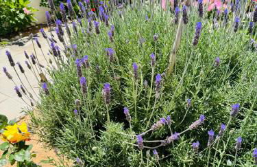 Lemon tree's house - Foto 31