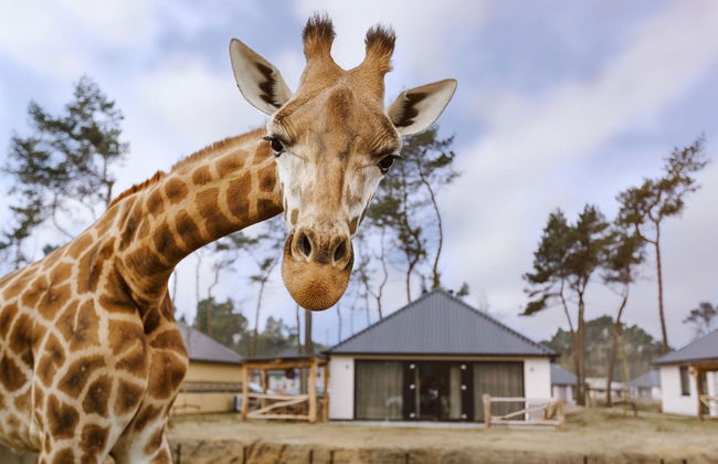 Safari Resort Beekse Bergen - Foto 1