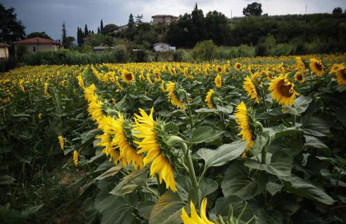 Podere La Capacciola - Photo 11