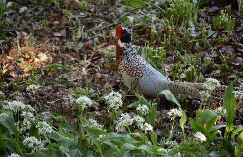 The Bothy at Ivy Cottage - Foto 20