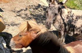 Agriturismo Villa Assunta - Foto 78