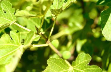 Villa vistas al lago with private pool - Foto 35