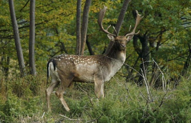 Stavelot Chalet With Garden - Photo 26