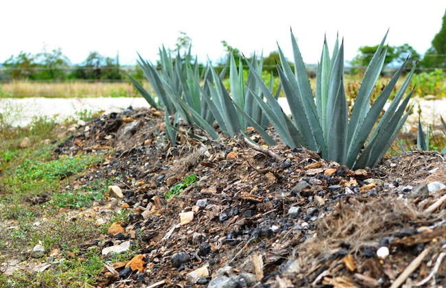 Tule & Teotitlán del Valle Day Trip + Mezcal Distillery - Foto 8