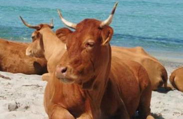 Studio standing classé meublé de tourisme avec terrasse vue mer " les pieds dans l'eau " à Algajola - Foto 25